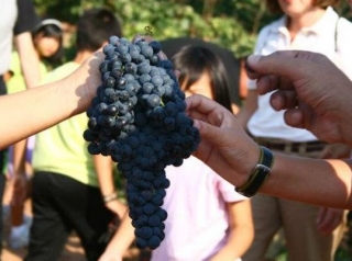  try our grapes